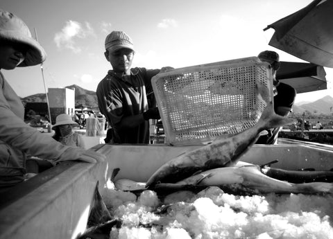 Bringing the Ocean’s Best to Your Table: The Story of Our Local, Sustainable Seafood
